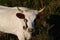 Pineywoods Cattle Bull