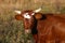 Pineywoods Cattle Red Heifer