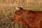 Pineywoods Cattle Red Heifer