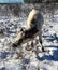 Pineywoods Cattle in Snow