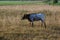 Pineywoods Cattle Spotted Red Heifer