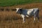 Pineywoods Cattle White Spotted Bull