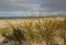 Pingao, ficinia spiralis, golden sand sedge endemic to New Zealand