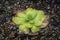 Pinguicula Agnata Butterwort Carnivorous Plant