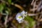 Pinguicula alpina flower growing in meadow