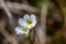 Pinguicula alpina flower growing in meadow