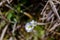 Pinguicula alpina flower growing in meadow