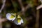 Pinguicula alpina flower growing in meadow