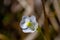Pinguicula alpina flower in meadow, macro
