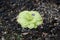 Pinguicula Butterwort Carnivorous Plant