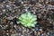 Pinguicula Cyclosecta Butterwort Carnivorous Plant