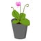 Pinguicula insectivorous plant with bright juicy green leaves and small pink-violet flowers on thin stems, rare representatives of