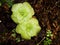 Pinguicula moranensis ,Tina,grandiflora ,Mexican Butterworts Carnivorous flowering plants