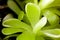 Pinguicula sethos , a exotic,carnivorous plant