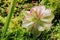 Pinguicula tina predatory plant grows in the rainforest. fresh natural pinguicula close-up nature