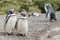 Pinguin family on pebble beach stones