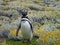 Pinguin in a green and yellow moss in seno otway reservation in chile