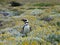 Pinguin in a green and yellow moss in seno otway reservation in chile