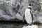 Pinguin swimming underwater in aquarium pool