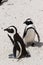 Pinguins couple