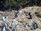 Pinguins in reservation punihuil on chiloe island in chile