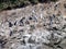 Pinguins in reservation punihuil on chiloe island in chile