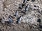 Pinguins in reservation punihuil on chiloe island in chile