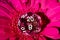 Pink 20-sided die on a pink flower