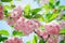 Pink abloom japanese cherry (sakura) blossom