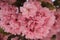 Pink abloom japanese cherrysakura blossoming