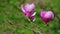 Pink abloom magnolia flower, 2 views