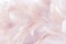 Pink Abstract background Bird and chickens feather texture ,blur style and soft color of art design