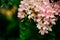 Pink acacia on a background of green foliage