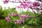 Pink acacia flowers