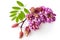 Pink acacia with leaves isolated. Blossoming branch. Pink flowers on a white background