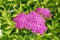 Pink Achillea Flowers