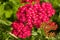 Pink Achillea milefolium flowers