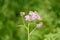 Pink Achillea millefolium flower