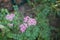 Pink Achillea millefolium is a flowering plant in the family Asteraceae. Berlin, Germany