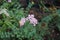 Pink Achillea millefolium is a flowering plant in the family Asteraceae. Berlin, Germany