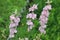 Pink aconite flowers bloom in the summer garden