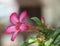 Pink adenium Adenium obesum, Nerium obesum forssk, apocynaceae, Impala lily adenium, pink bigonnia