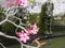 Pink adenium flowers and fountains at elephant cave near ubud on bali