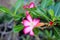 Pink adenium flowers with green leaves background