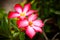 Pink Adenium obesum