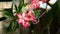 Pink Adenium Obesum flowers swaying by gentle wind in garden.