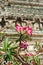 Pink Adenium tropical flower named desert rose at Wat Arun or Te