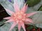 Pink Aechmea fasciata, bromelia  flower bunch