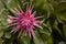 Pink aechmea fasciata bromeliad flower top down