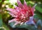 Pink Aechmea fasciata flower in a tropical garden.Silver vase or Urn plant of Bromeliad family.